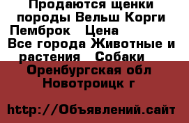 Продаются щенки породы Вельш Корги Пемброк › Цена ­ 40 000 - Все города Животные и растения » Собаки   . Оренбургская обл.,Новотроицк г.